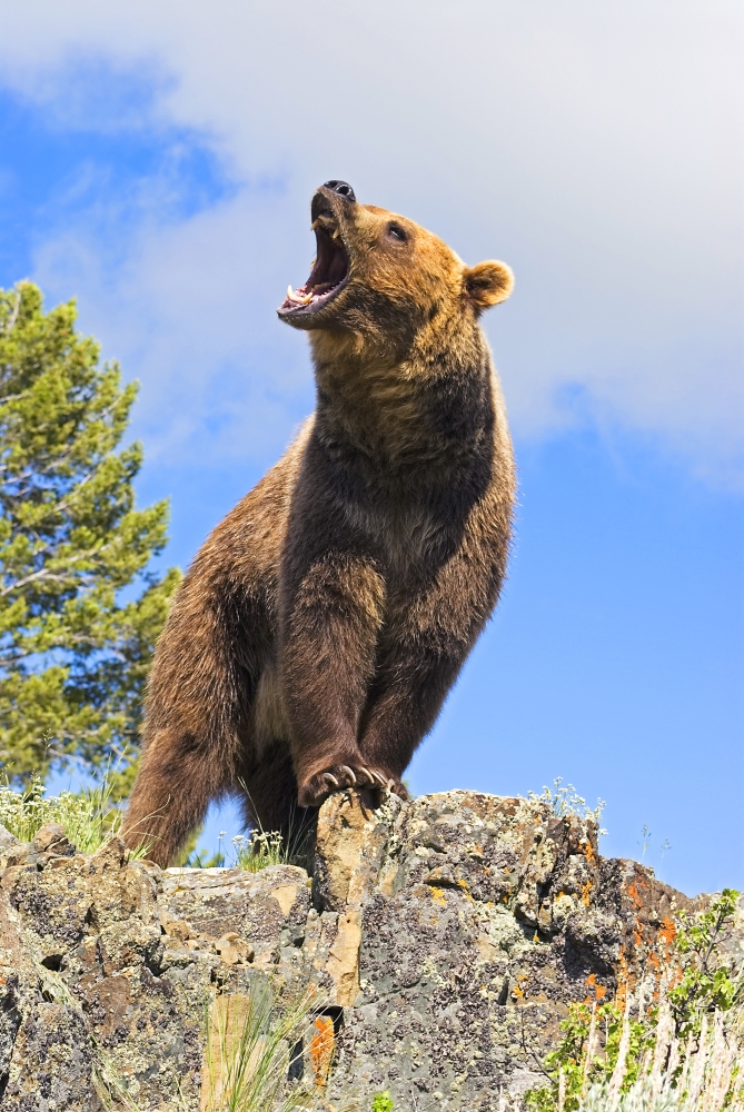 Grizzly Bear Roaring Poster Print by John Pitcher, 22 x 34 - Large