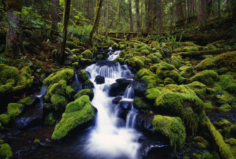 Moss-Covered Rocks in Creek with Small Waterfall Olympic National Park Washington USA Poster Print by Natural Selection Craig Tuttle, 18 x 12