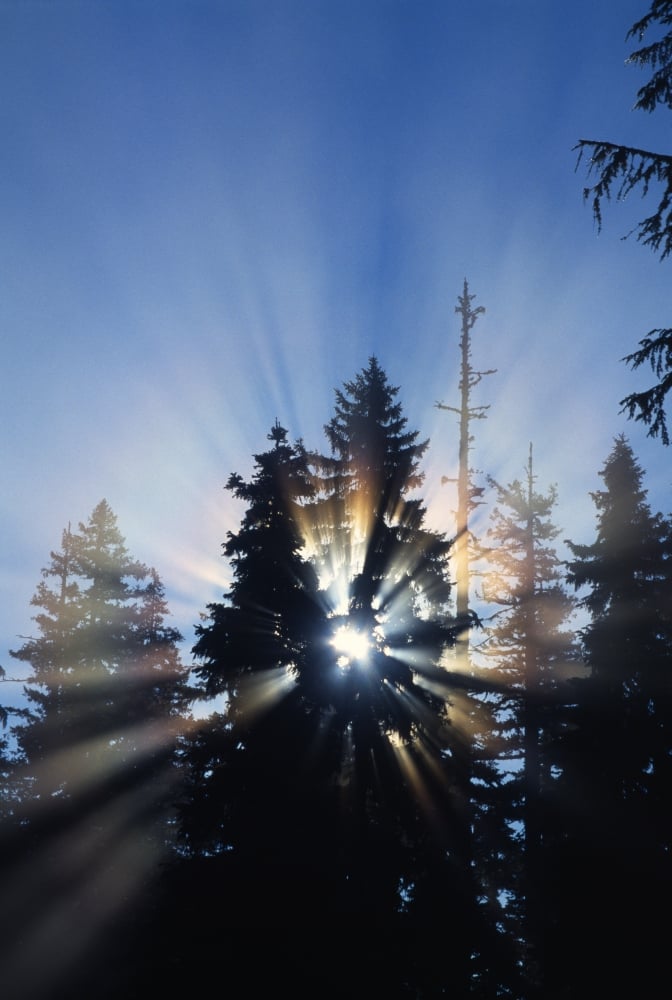 Sunburst Through Silhouetted Pine Trees Poster Print by Natural Selection Craig Tuttle - 24 x 36 - Large