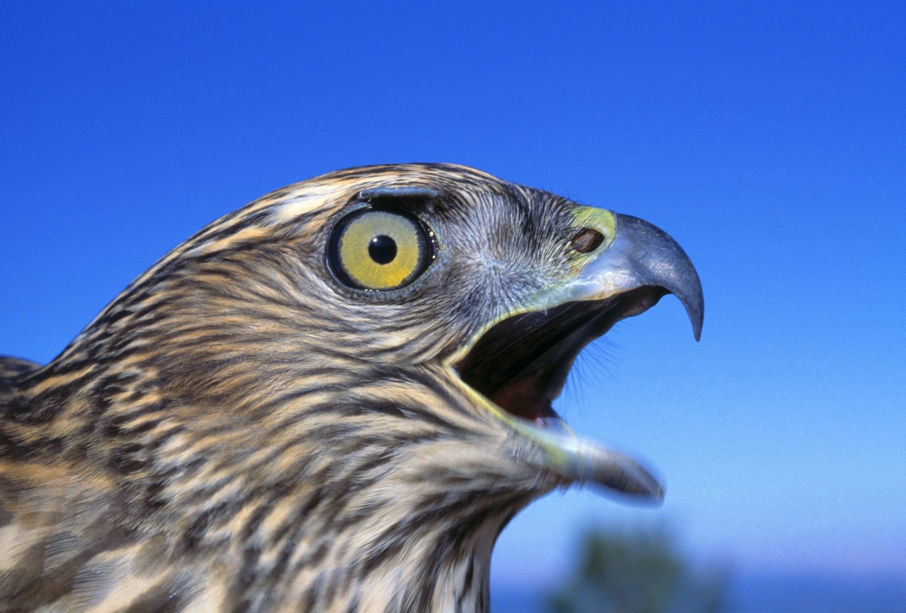 DPI1784722LARGE Northern Goshawk with Open Beak Poster Print by Natural Selection David Ponton, 36 x 24 - Large