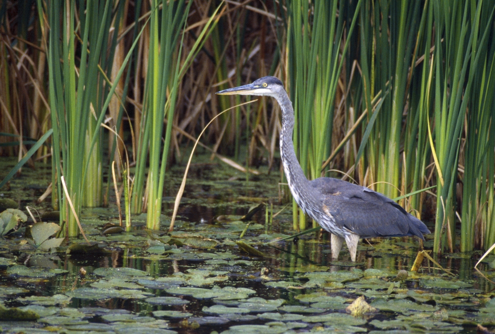 DPI1784805LARGE Great Blue Heron Poster Print by Natural Selection David Spier, 36 x 24 - Large