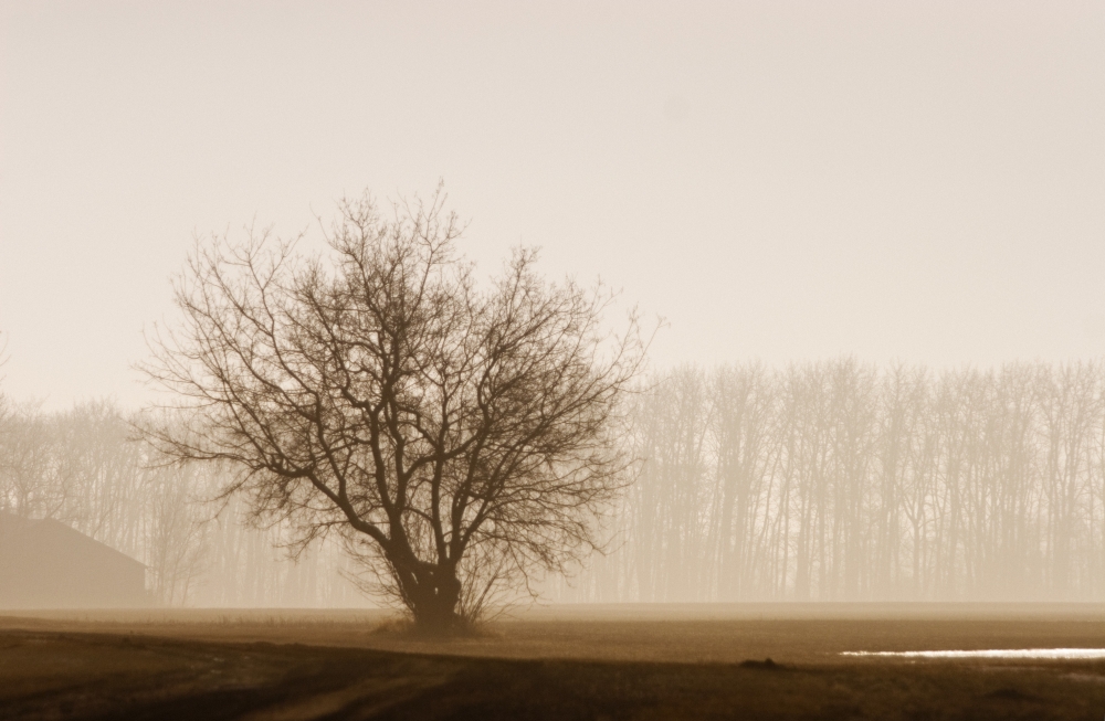 DPI1785181LARGE Tree Silhouette in Fog Poster Print by Don Hammond, 32 x 20 - Large
