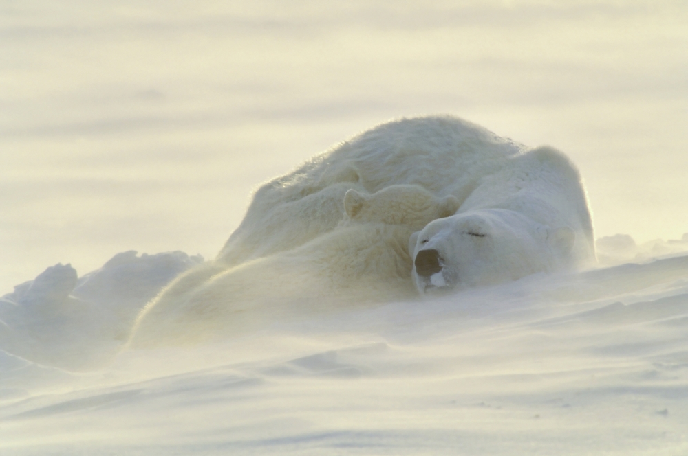 Polar Bears Sleeping At Sunset Poster Print by John Pitcher - 17 x 11