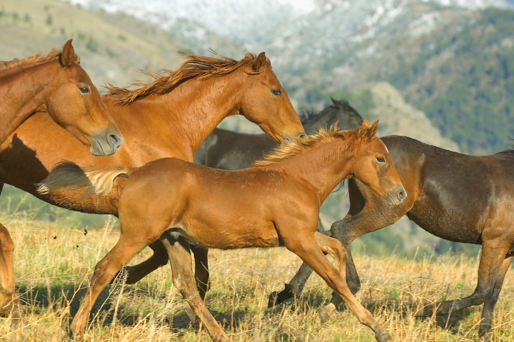 Running Horses Poster Print by John Pitcher, 34 x 22 - Large