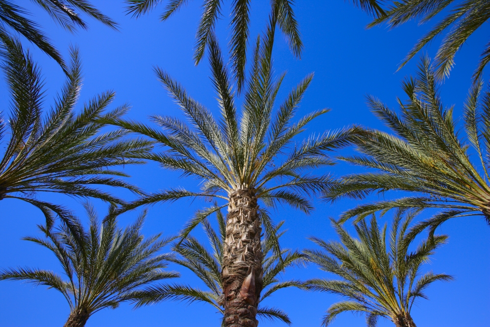 Palm Trees Poster Print by Don Hammond, 34 x 22 - Large