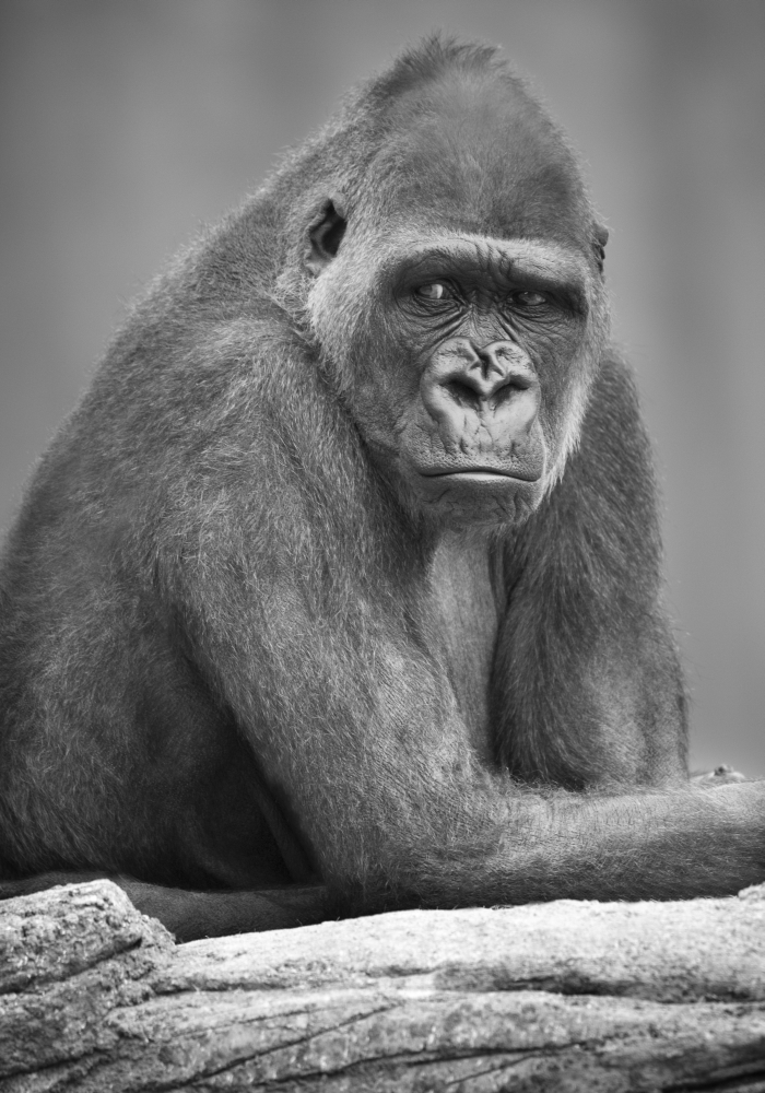 Monkey Poster Print by Darren Greenwood - 11 x 16