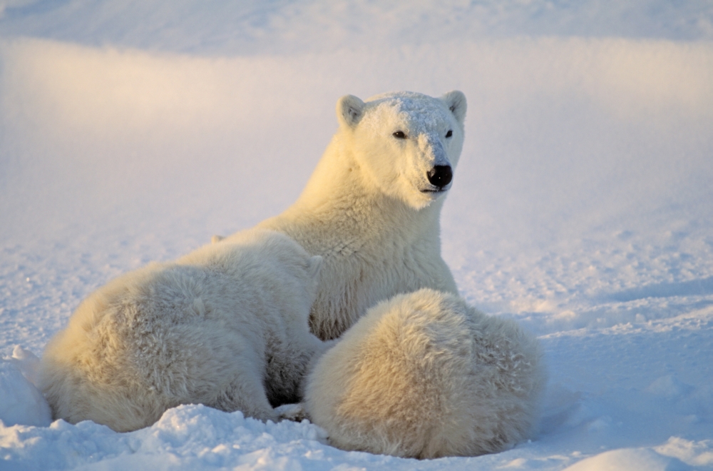 Polar Bear with Nursing Cub Poster Print by John Pitcher, 34 x 22 - Large