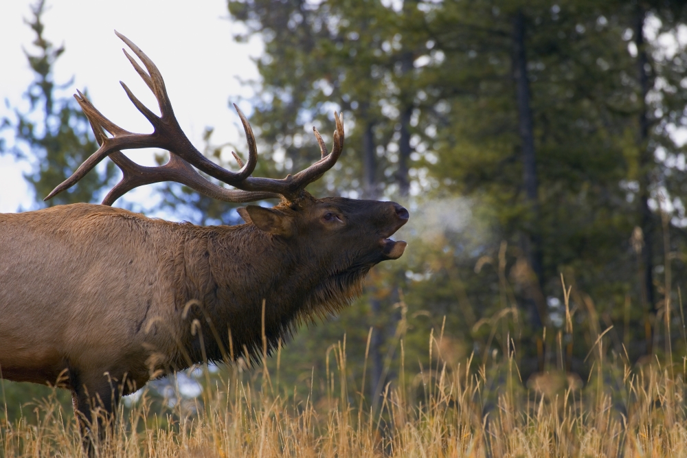 Bull Elk Bugling - Jasper National Park Alberta Canada Poster Print by Carson Ganci, 34 x 22 - Large