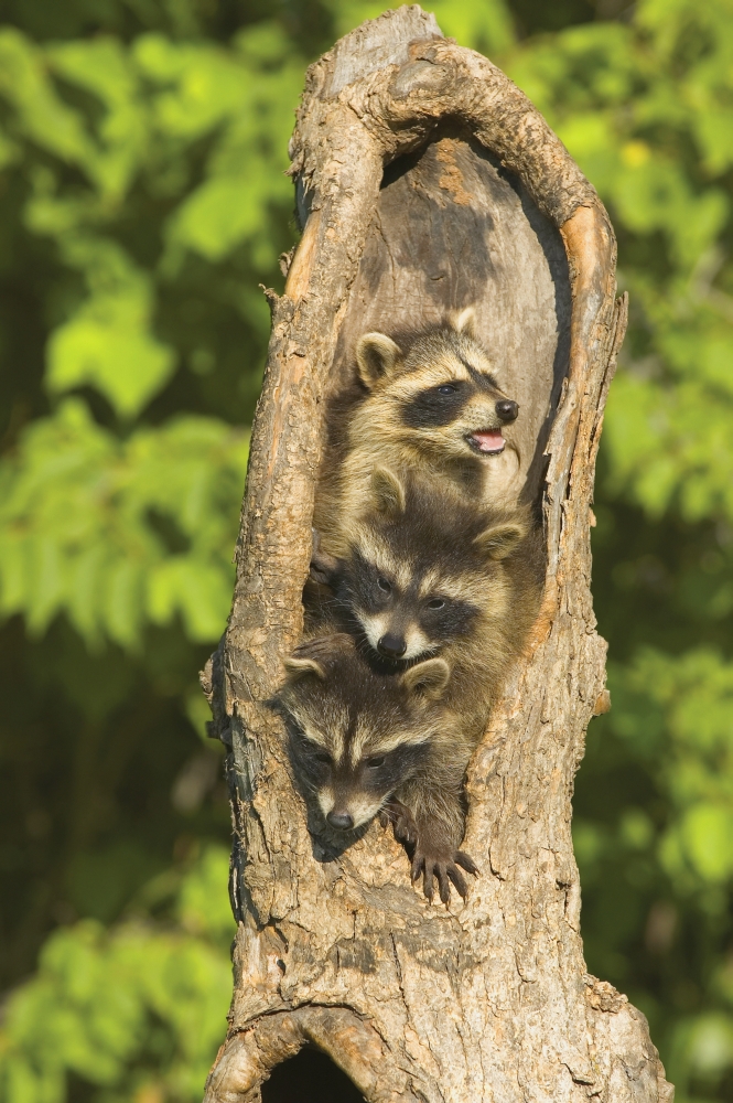 Raccoons in a Tree Poster Print by John Pitcher - 11 x 17