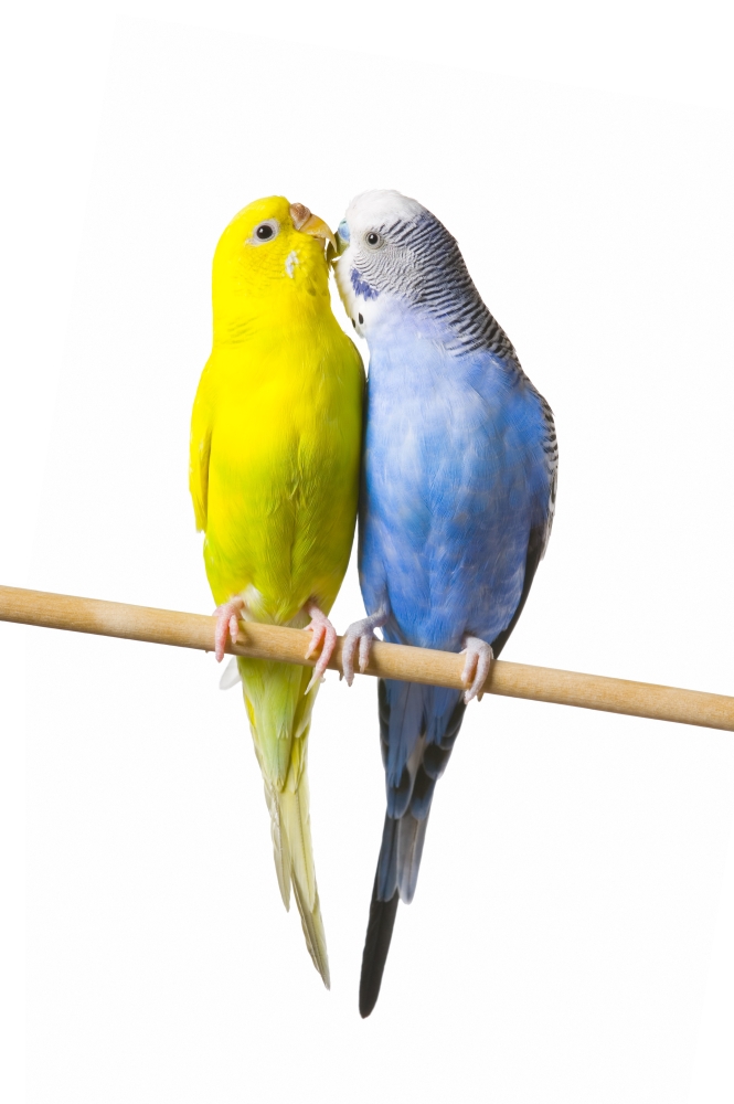 DPI1787267LARGE Budgerigar Melopsittacus Undulatus On A Perch Poster Print by Corey Hochachka, 22 x 34 - Large
