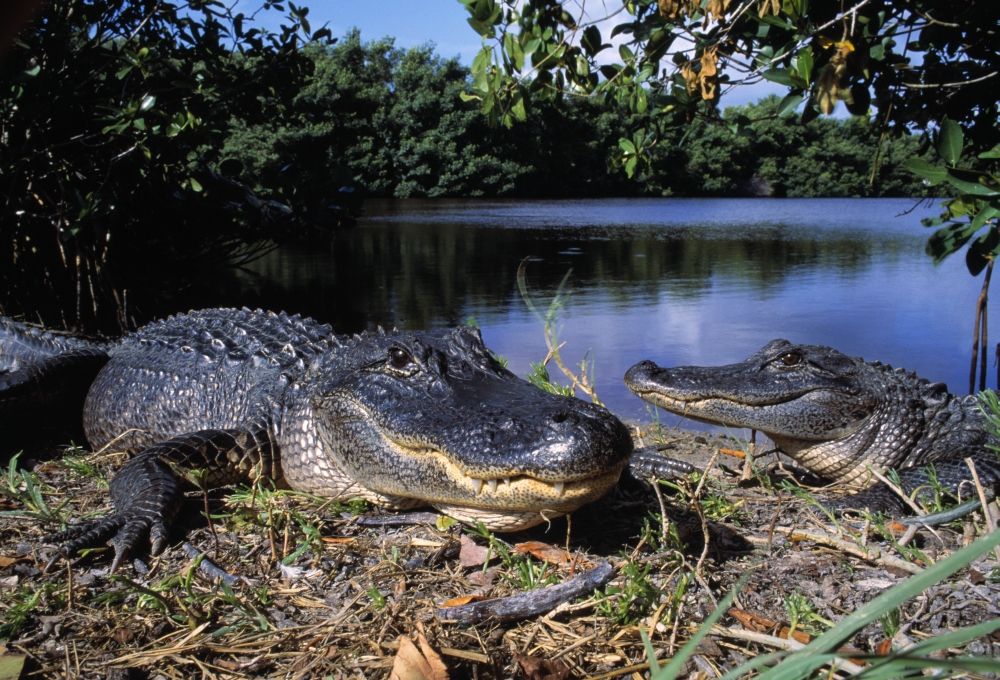 DPI1787529LARGE American Alligators Poster Print by Natural Selection David Ponton, 36 x 24 - Large