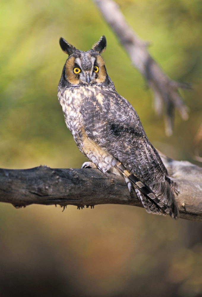 Long Eared Owl On Branch Poster Print by John Pitcher - 11 x 17