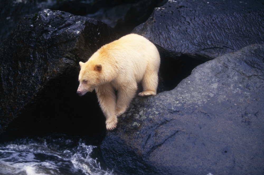Kermode Bear On Boulder Hunting Salmon Poster Print by Natural Selection David Ponton, 18 x 12