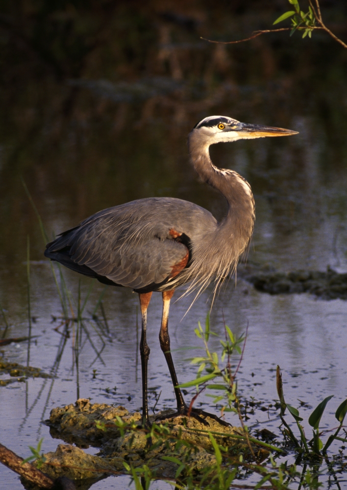 Great Blue Heron Poster Print by Natural Selection Ralph Curtin, 12 x 18