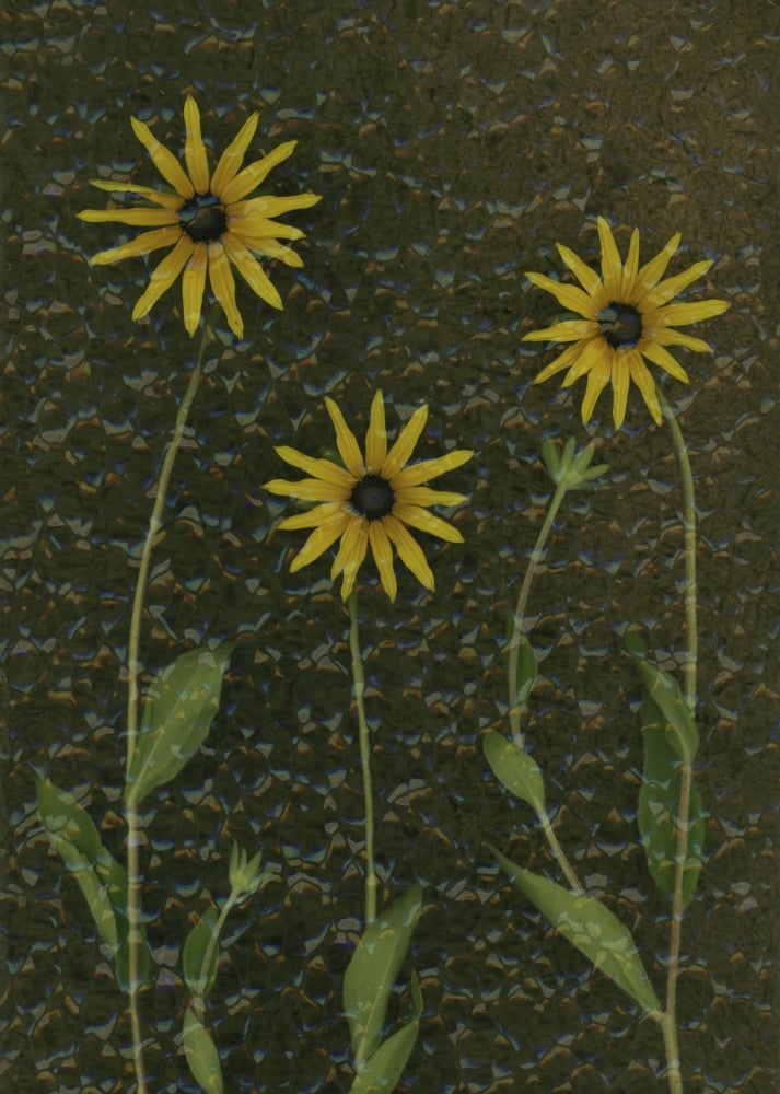 Three Yellow Flowers Poster Print by Deddeda - 24 x 32 - Large