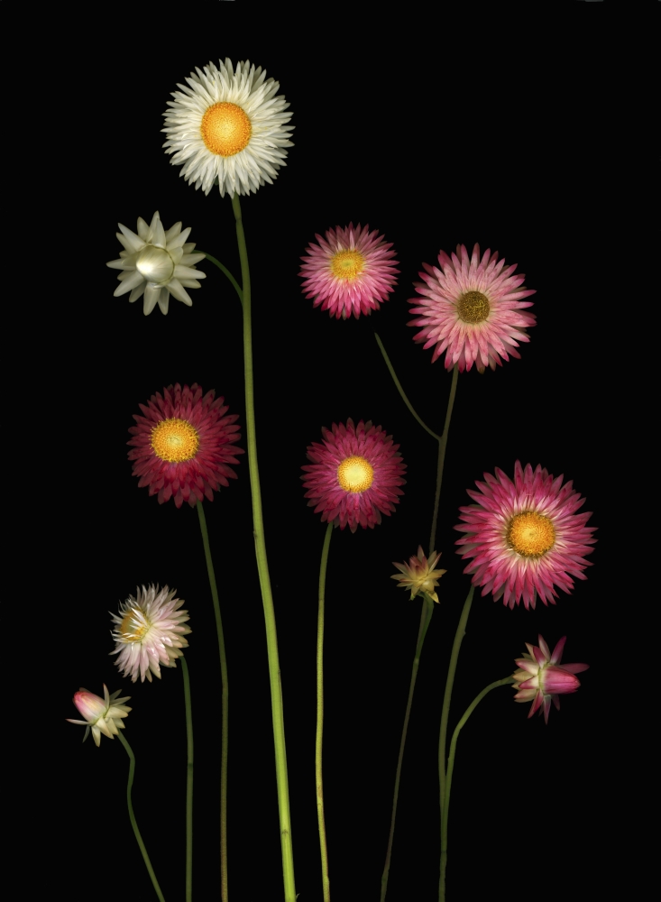 Flowers Poster Print by Deddeda, 24 x 32 - Large
