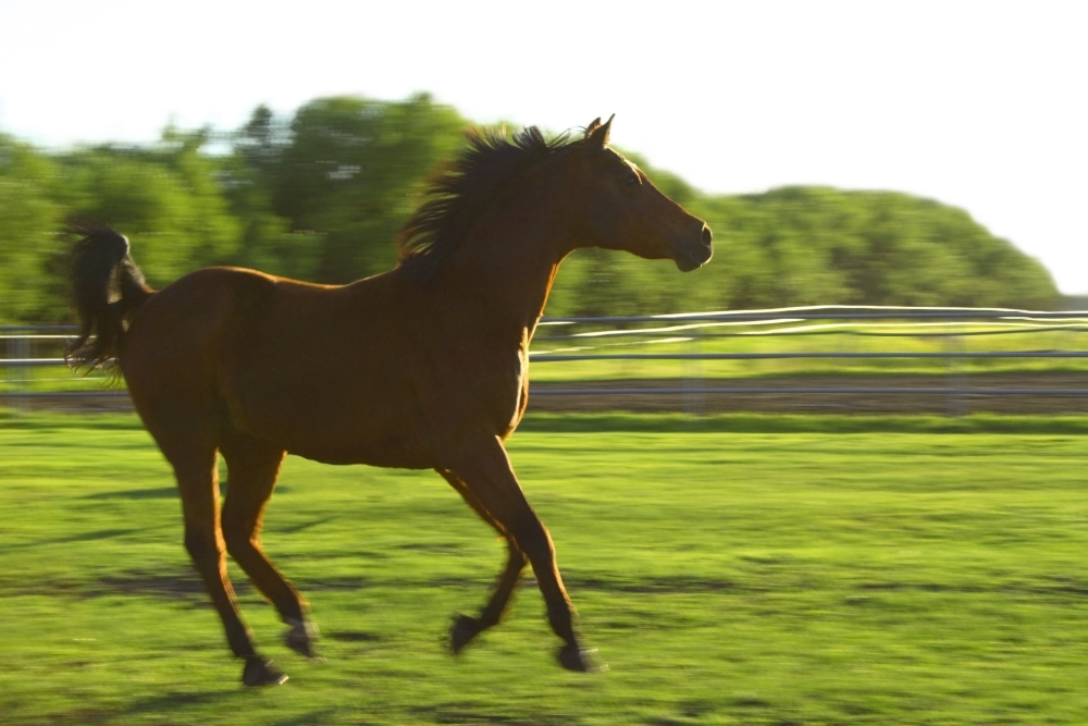 Horse Galloping Poster Print by Colette Scharf, 17 x 11