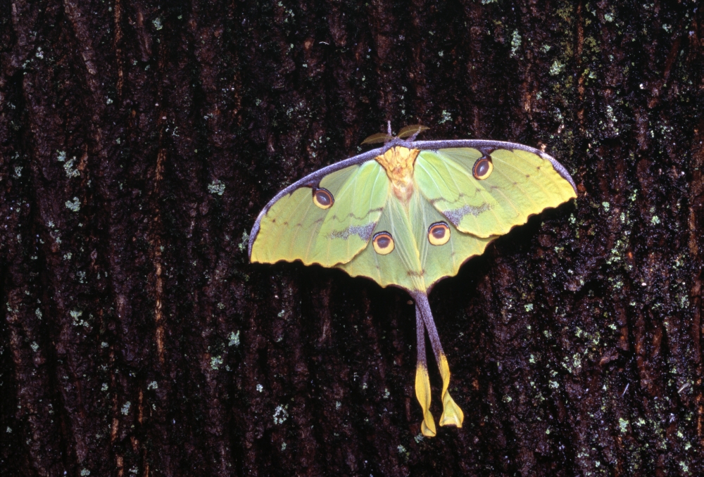 DPI1787949 Unique Butterfly Resting On Tree Bark Poster Print by Natural Selection Jeff Lepore, 18 x 12