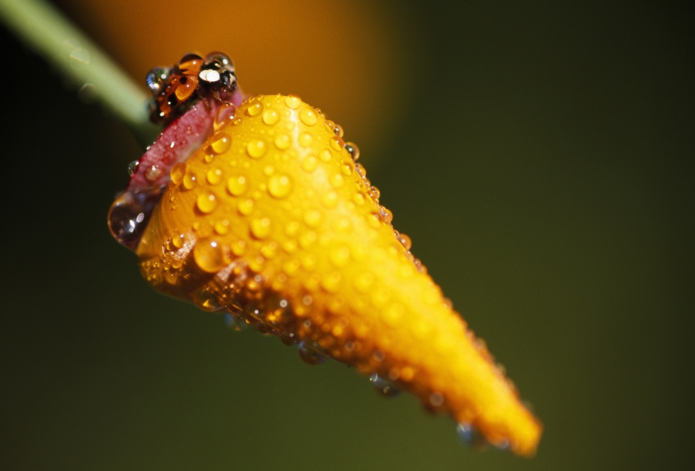 Lady Bug On Flower with Dew Drops Poster Print by Natural Selection Craig Tuttle, 18 x 12