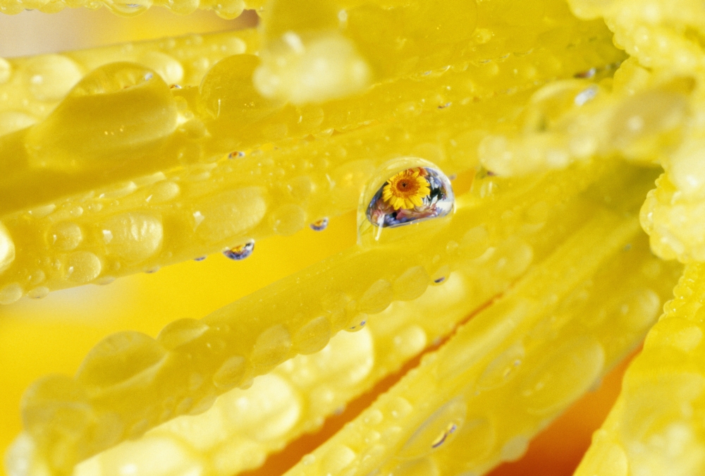 Yellow Flowers Reflected in Dew Drop Poster Print by Natural Selection Craig Tuttle, 36 x 24 - Large