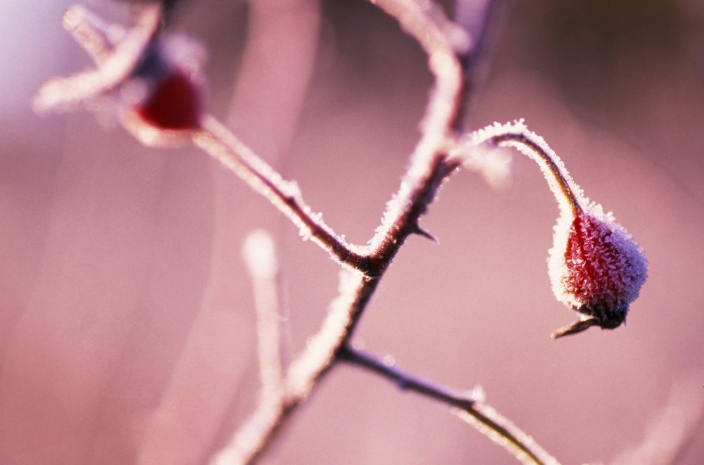 Frost On Bushes Poster Print by Natural Selection Craig Tuttle - 18 x 12