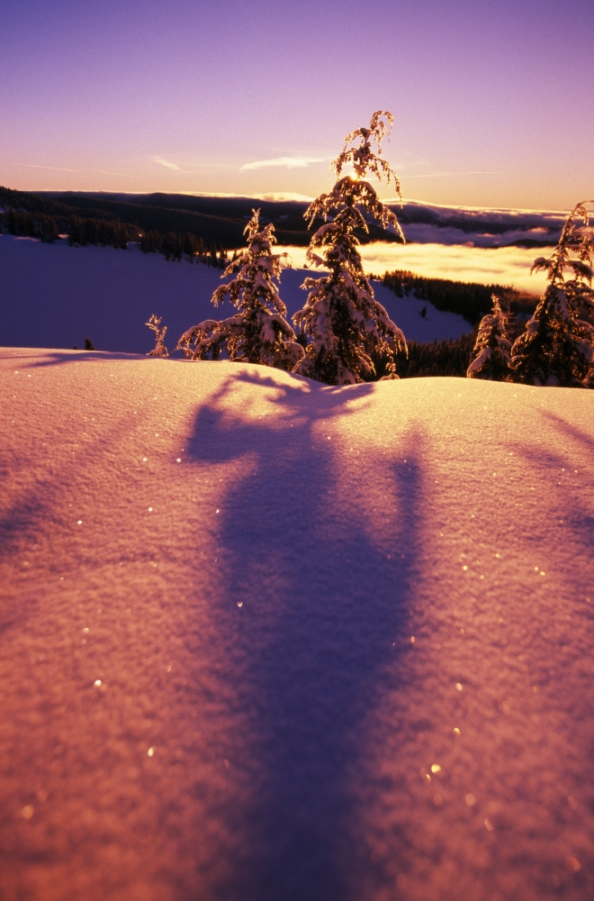 Sun Casting Shadows On Snow Covered Trees Poster Print by Natural Selection Craig Tuttle - 12 x 18