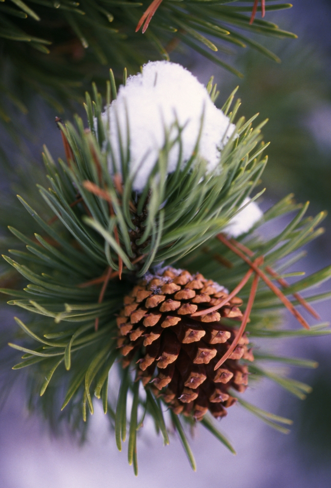 Early Snow On Pine Tree Branch with Pinecone Poster Print by Natural Selection Craig Tuttle - 12 x 18