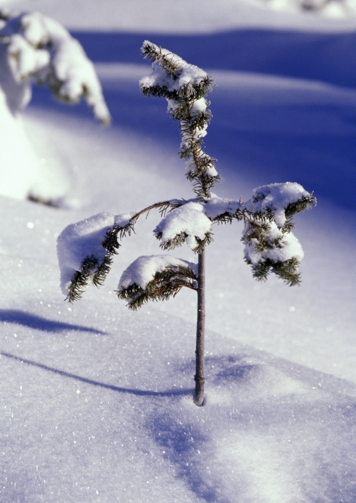Heavy Snow On Young Pine Tree Poster Print by Natural Selection Craig Tuttle - 12 x 18