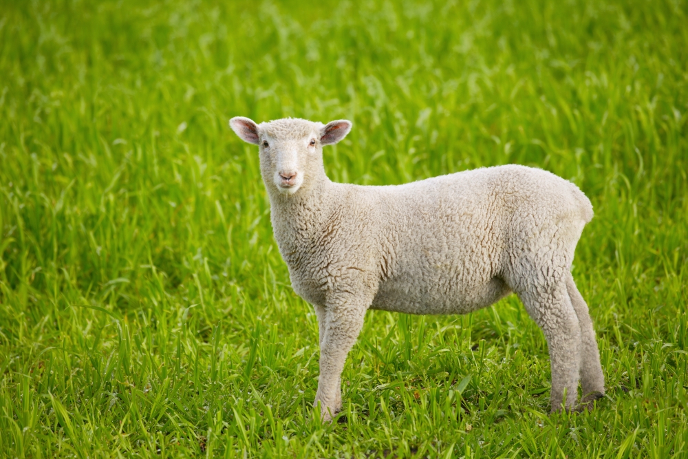 Lamb Poster Print by Don Hammond, 17 x 11