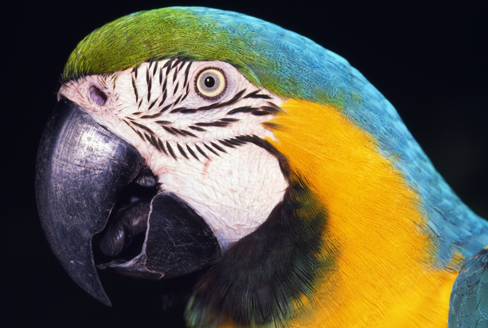Parrot Poster Print by Natural Selection Ralph Curtin - 18 x 12
