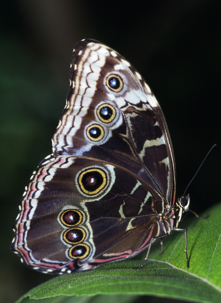 DPI1788928LARGE Blue Morpho Butterfly Poster Print by Natural Selection Ralph Curtin, 26 x 34 - Large