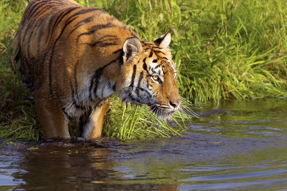 Tiger Standing in Water Poster Print by John Pitcher, 17 x 11