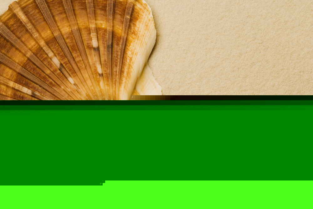Seashell Poster Print by Darren Greenwood, 36 x 24 - Large