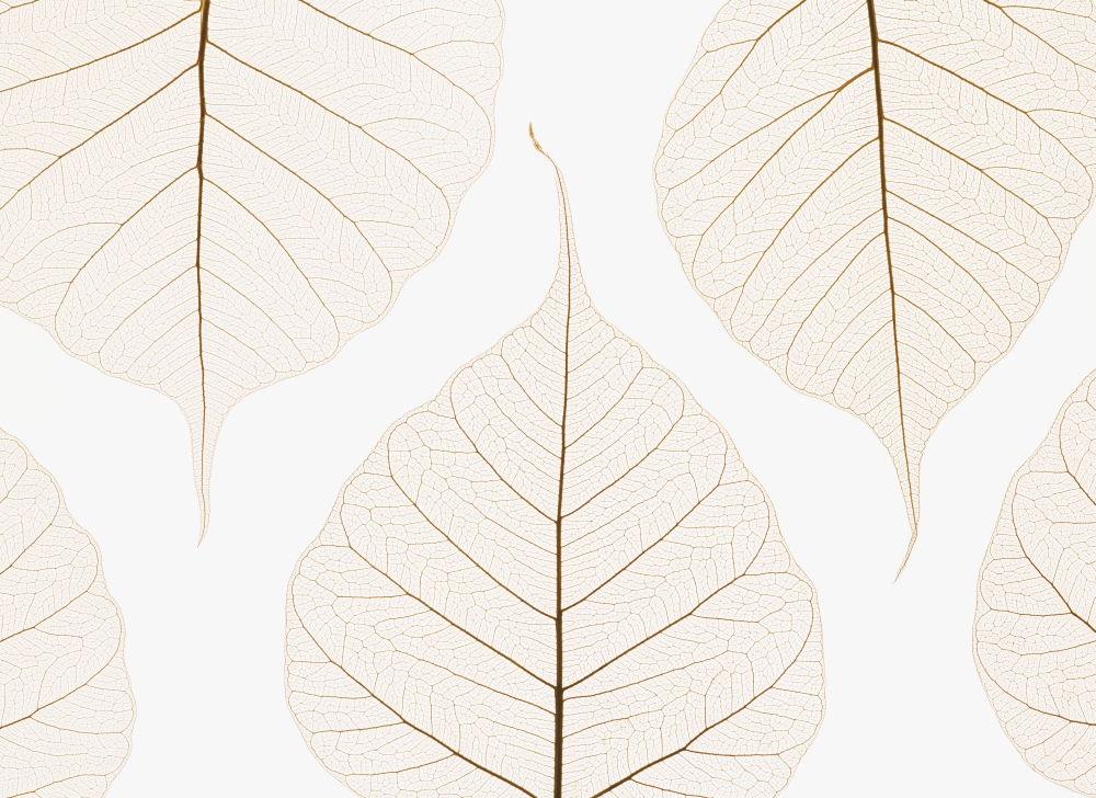 Arranged Leaves Poster Print by Kelly Redinger - 17 x 13