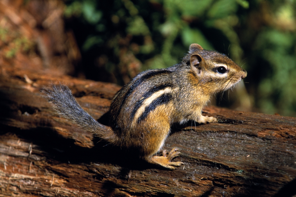 Chipmunk On A Log Poster Print by Natural Selection Bill Byrne, 36 x 24 - Large