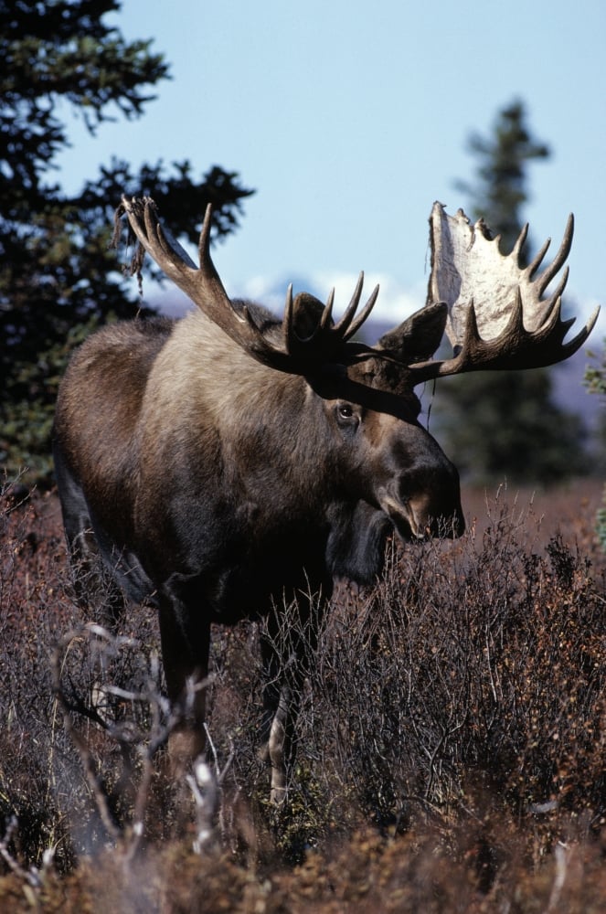 Bull Moose Poster Print by Natural Selection Bill Byrne - 12 x 18