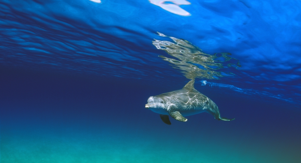 Bottlenose Dolphin Poster Print by Carson Ganci, 38 x 20 - Large