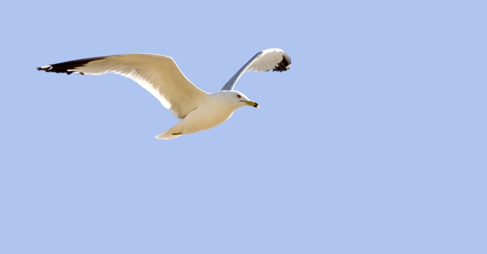 Seagull in Flight Poster Print by Don Hammond, 38 x 20 - Large