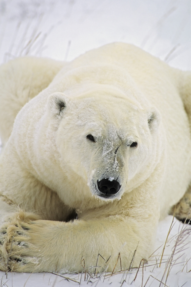 Polar Bear Poster Print by John Pitcher, 11 x 17