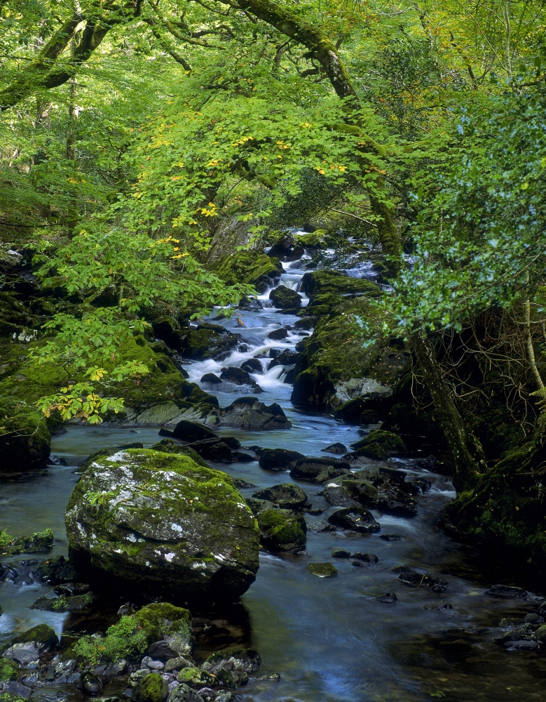 Stream Flowing Through A Forest Glengarriff County Cork Republic of Ireland Poster Print by The Irish Image Collection - 13 x 17