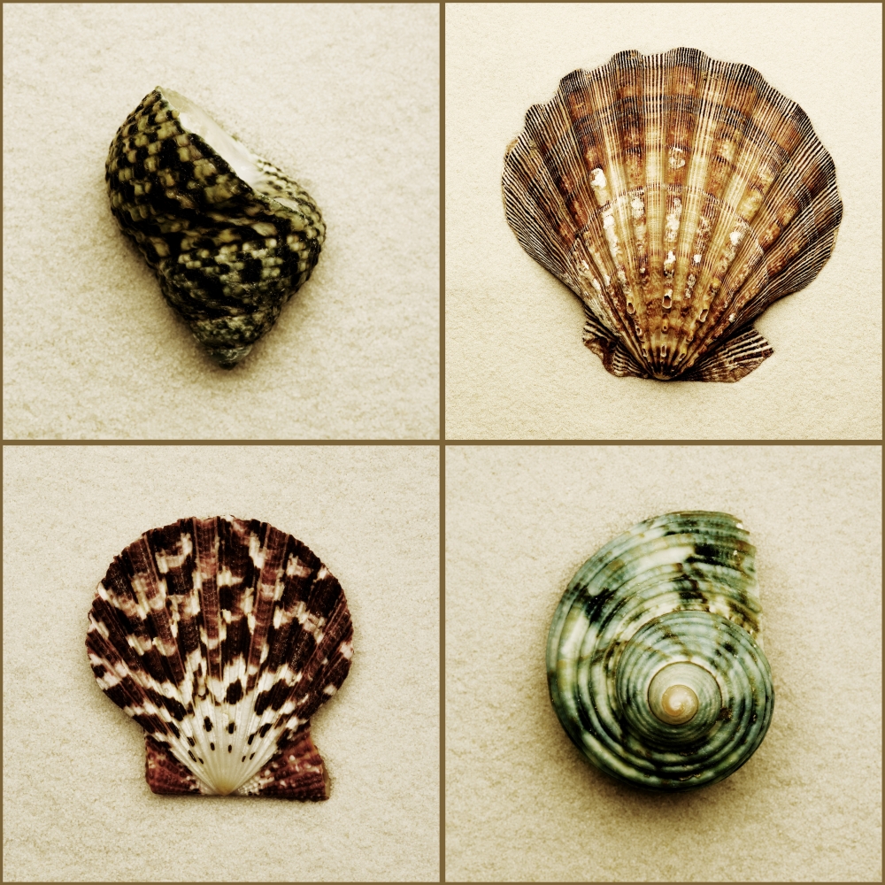 Seashell Composite Poster Print by Darren Greenwood, 24 x 24 - Large