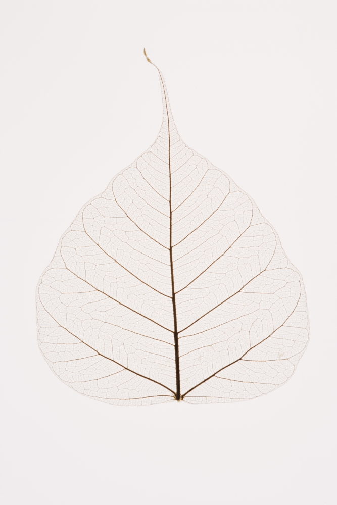 Transparent Leaf Poster Print by Kelly Redinger, 24 x 36 - Large