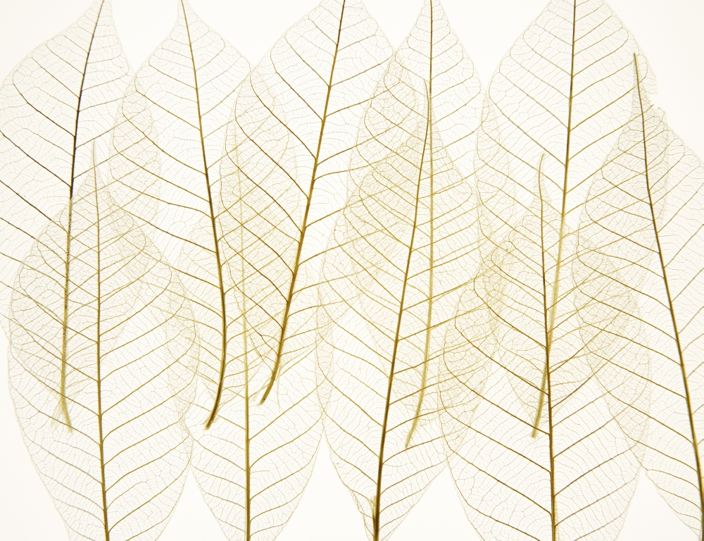 Layered Leaves Poster Print by Kelly Redinger - 17 x 13