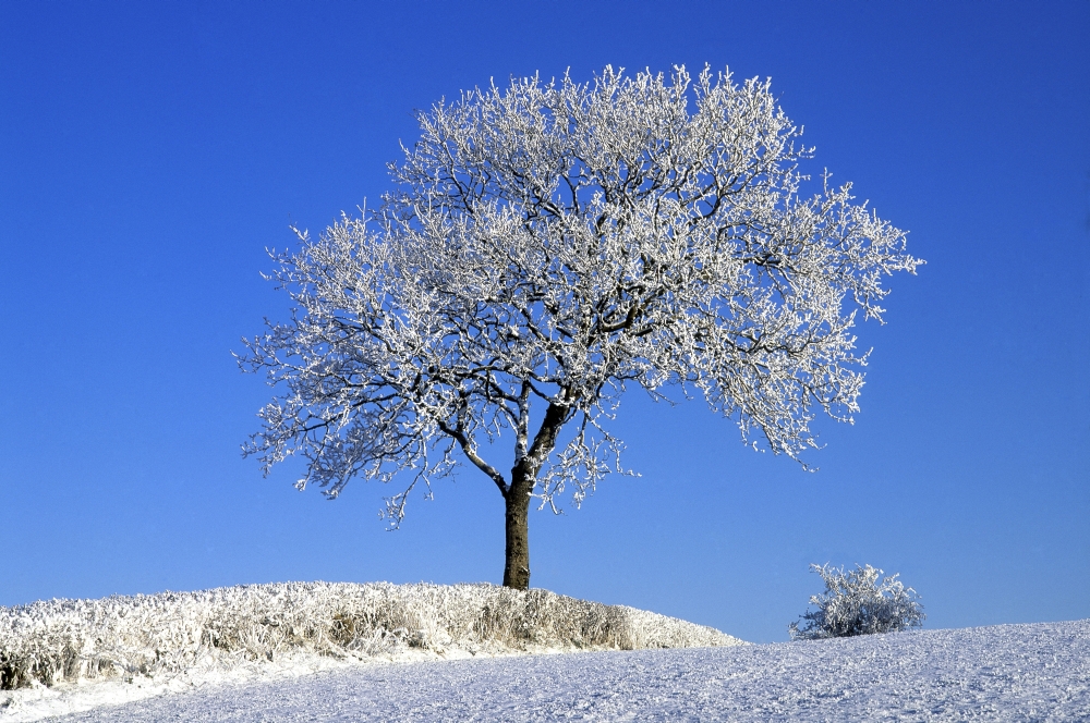 Tree in Winter Co Down Ireland Poster Print by The Irish Image Collection, 34 x 22 - Large