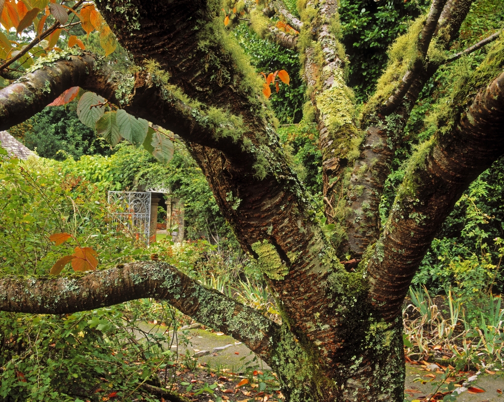 DPI1798233LARGE Lichen Covered Apple Tree Walled Garden Ilnacullin Co Cork Ireland Poster Print by The Irish Image Collection, 32 x 24 - Large