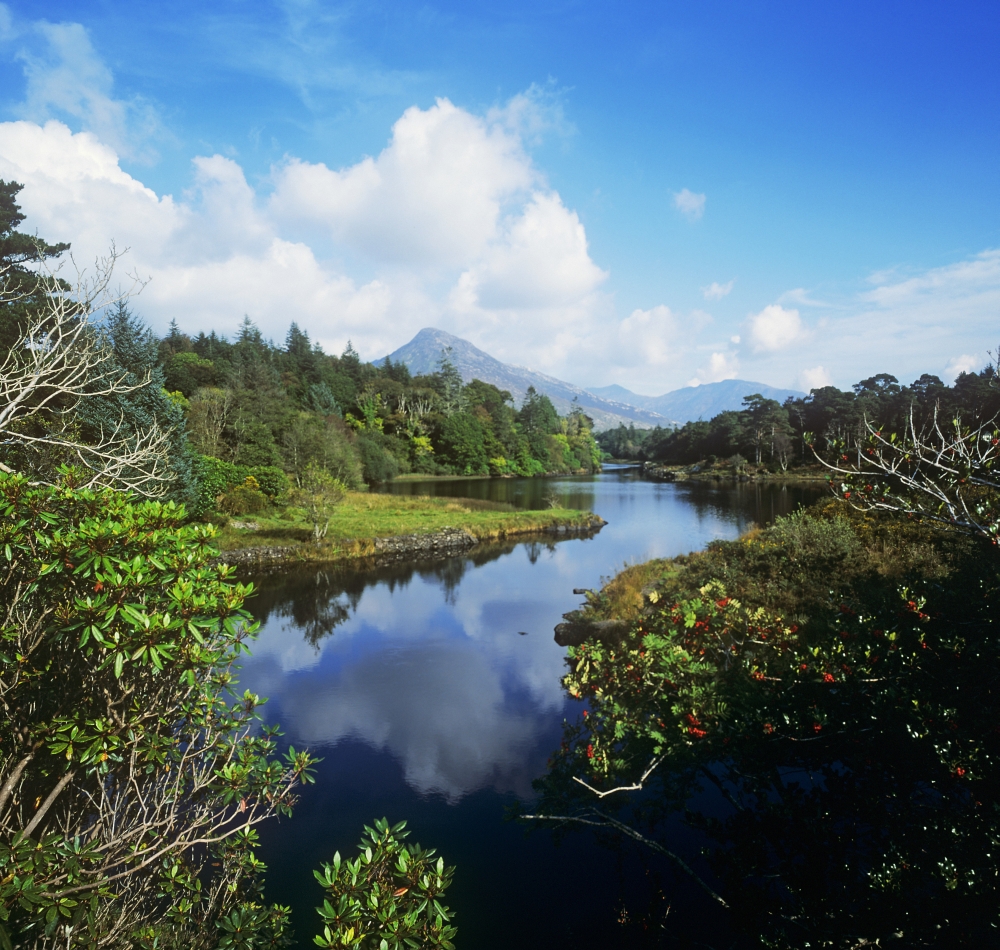 River Passing Through A Forest Connemara County Galway Republic of Ireland Poster Print by The Irish Image Collection, 28 x 26 - Large