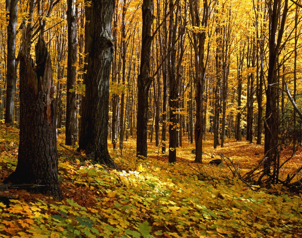 Autumn Forest Poster Print by Natural Selection David Chapman - 34 x 26 - Large