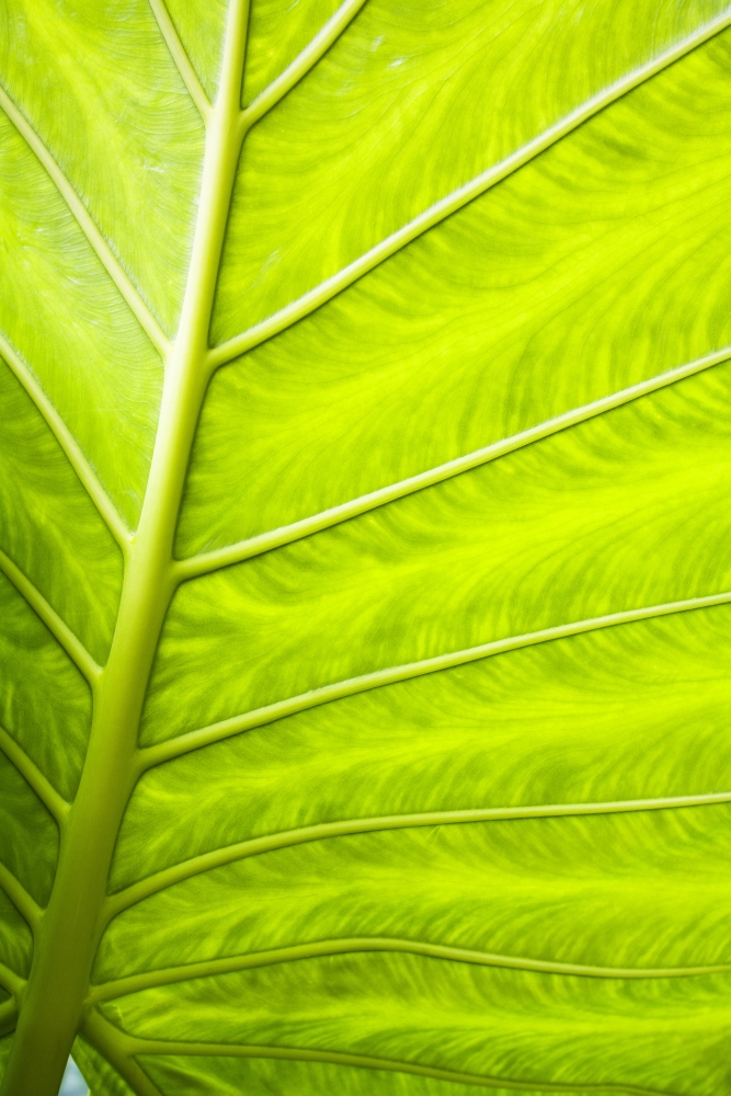 Close-Up of A Leaf Poster Print by Steven Raniszewski - 11 x 17