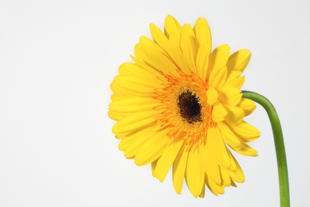 Yellow Gerbera Poster Print by Leah Hammond - 17 x 11