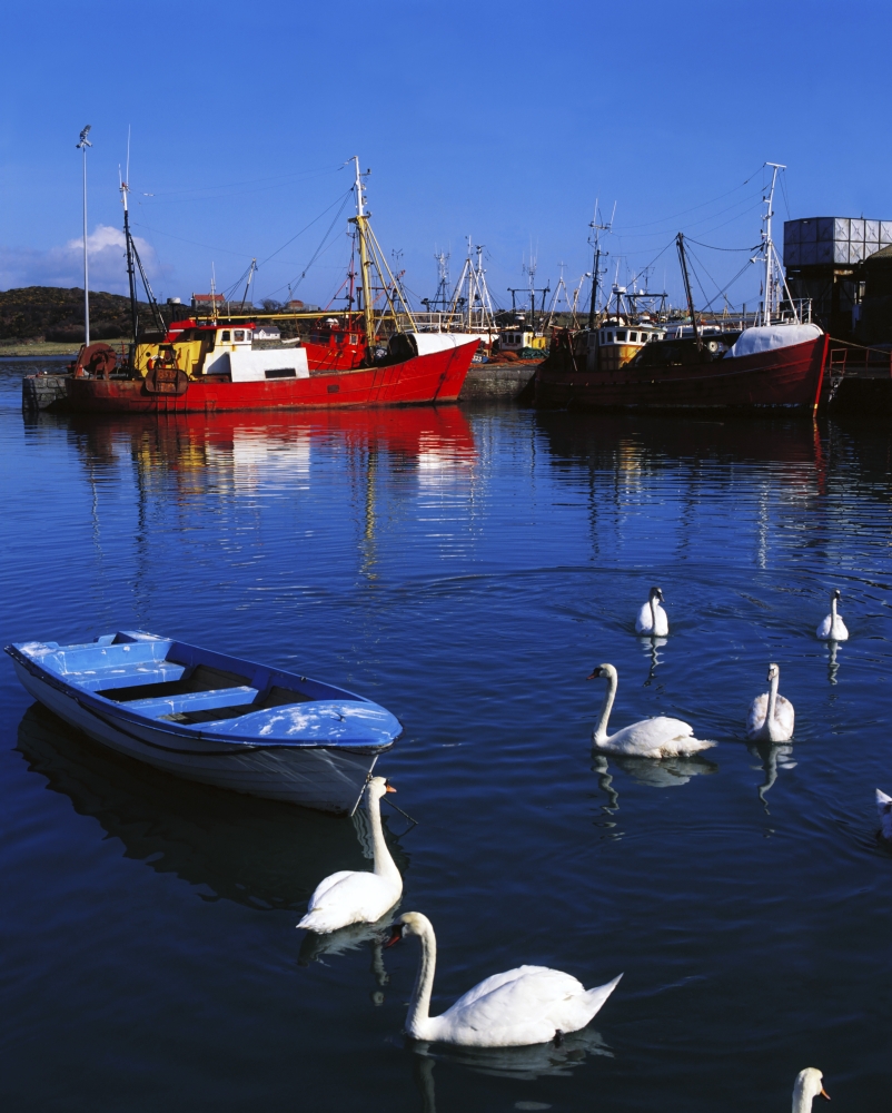 DPI1802073 Ardglass Co Down Ireland - Swans Near Fishing Boats Poster Print by The Irish Image Collection, 13 x 17